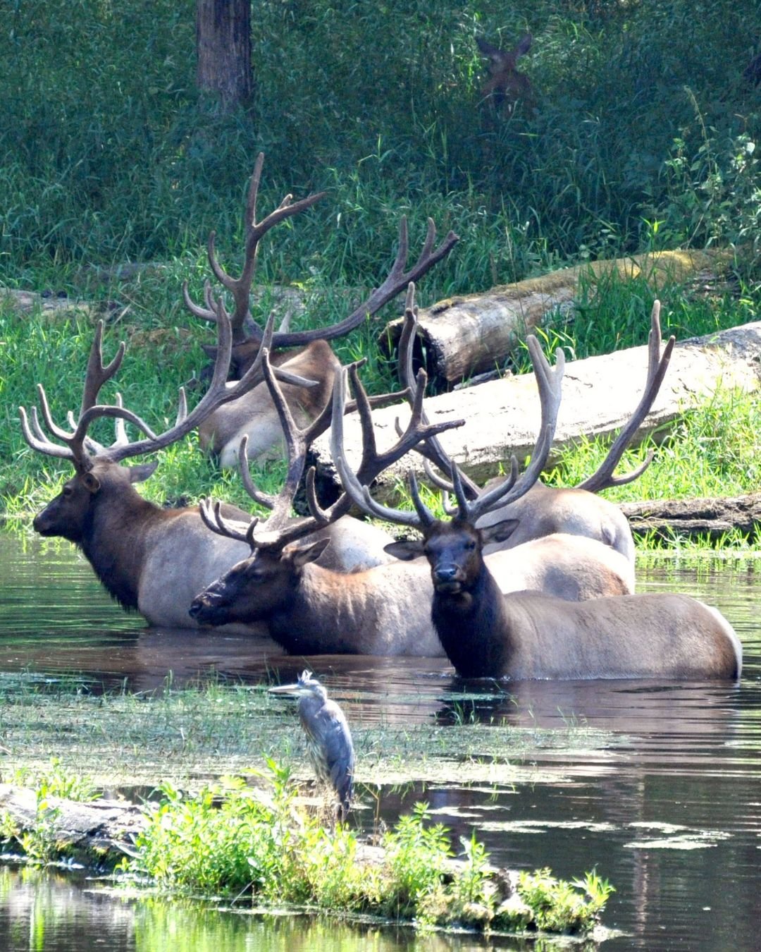 Wildlife