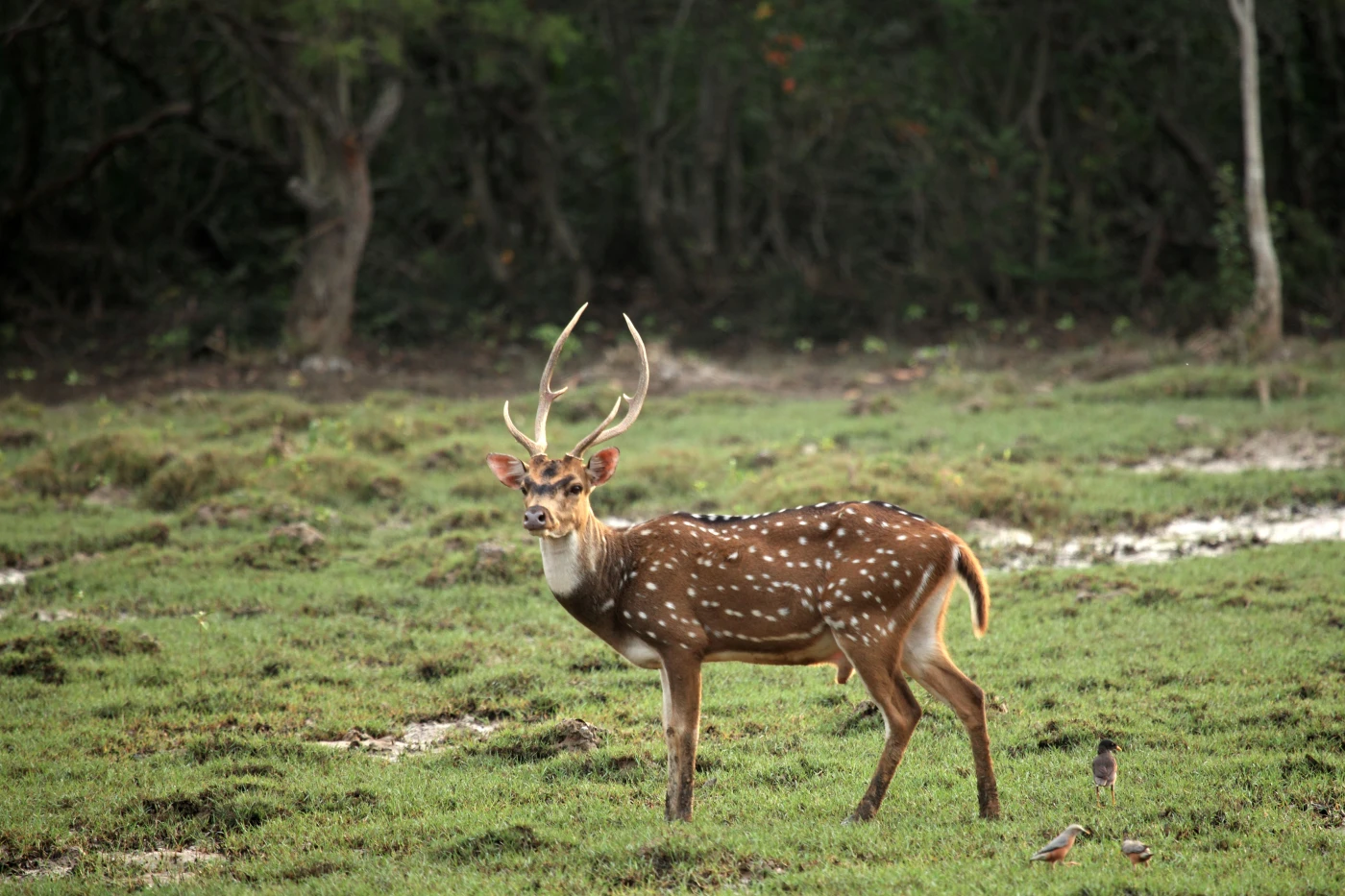 Bhitarkanika